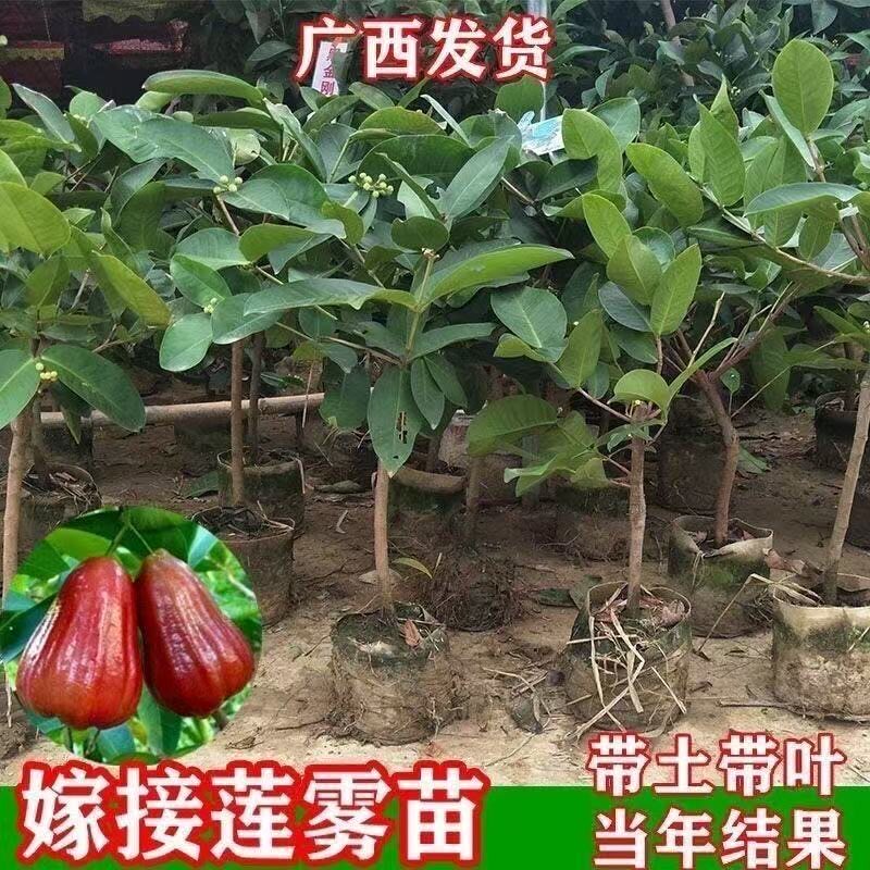 莲雾果树苗嫁接苗大叶红黑金刚莲雾苗黑珍珠巴掌红莲雾苗当年结果