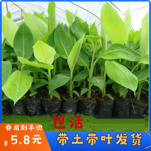 香蕉苗矮化带土带叶四季种可盆栽