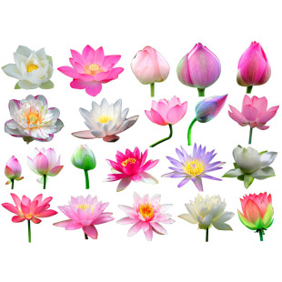 莲花贴荷花划痕车贴遮盖保险杠贴纸汽车门防水车身立体贴纸画