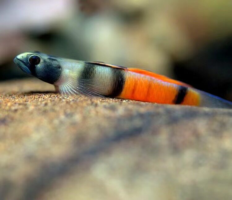 顺丰发货 环带黄瓜虾虎鱼热带鱼印尼进口稀有观赏鱼 淡水活体包活