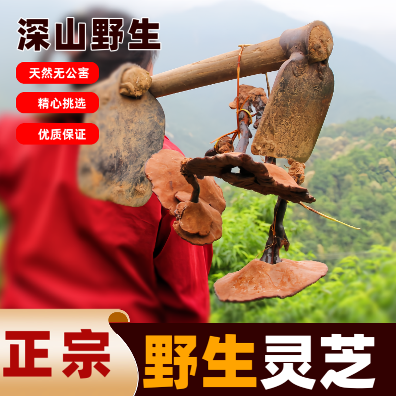 正品灵芝野生干货紫灵芝整朵黑灵芝切片特级500g正宗深山煲汤泡酒