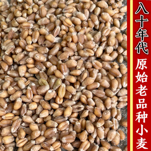 小麦粒2023年新货 老品种冬小麦1斤带皮生麦子发芽榨汁可食用留种