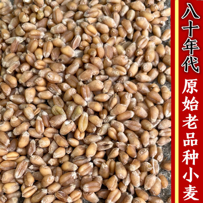 老品种小麦粒可食用种植发芽留种