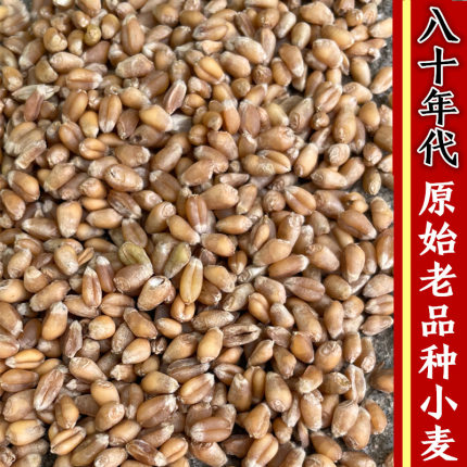 小麦粒 新货 老品种冬小麦和尚头秃头麦土麦子1斤 可发芽种植食用