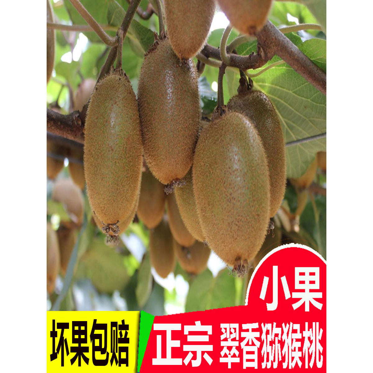 周至陕西水果翠香礼盒装猕猴桃
