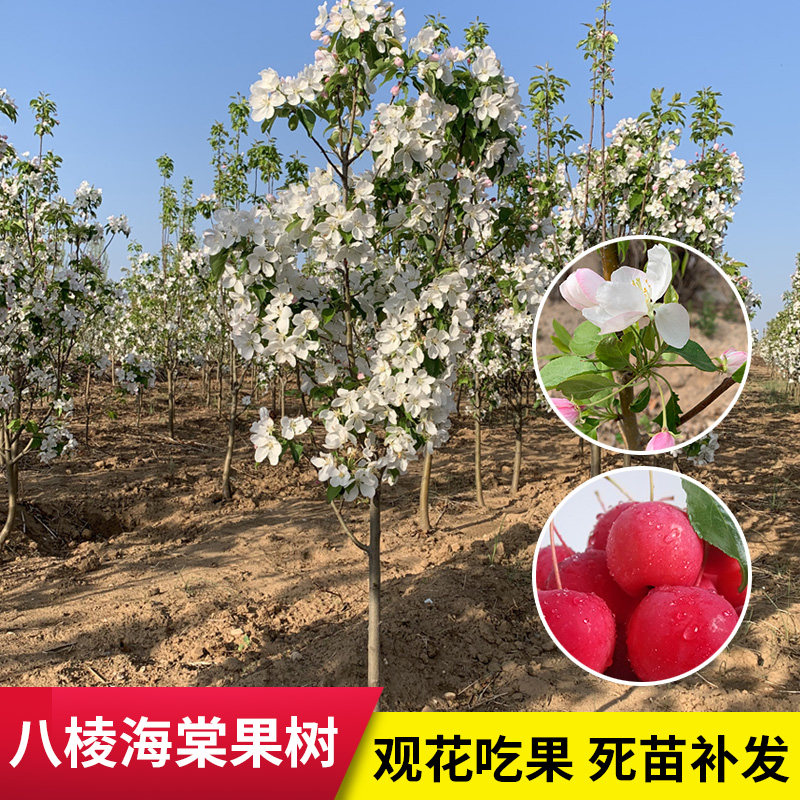 4年挂果南北方四季种植八棱海棠