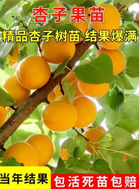 美国八号杏树新品种嫁接特大脆甜