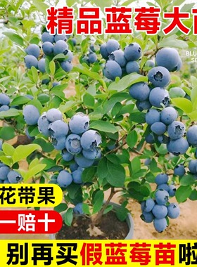 蓝莓树果苗带花苞特大阳台盆栽