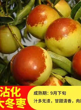 枣树活苗特大冬枣嫁接庭院摆件