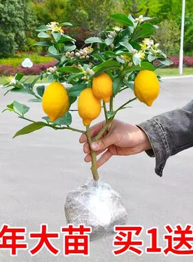 无籽四季柠檬苗食用柠檬树果苗