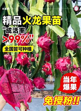 火龙果树果苗红心庭院阳台