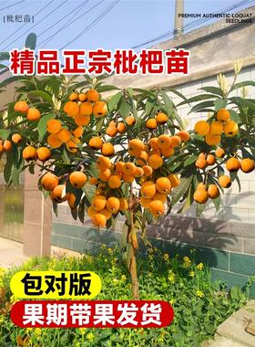 枇杷果苗无核砂糖枇杷树苗