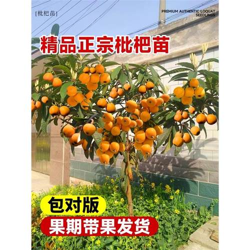 枇杷果苗无核砂糖枇杷树苗