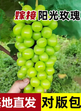 葡萄树苖阳光玫瑰蓝宝石盆栽