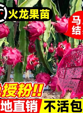 红心火龙果树苗盆栽地栽