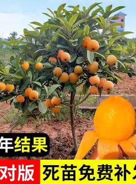 枇杷果苗无核砂糖枇杷苗嫁接盆栽