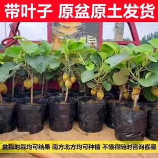猕猴桃树果苗南北方种植奇异果苗红心黄心软枣猕猴桃树苗当年结果