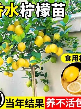 四季香水柠檬苗树苗带果盆栽