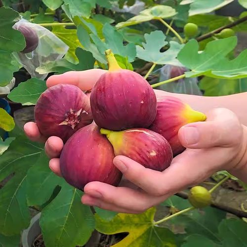 无花果树苗盆栽水果苗四季特大