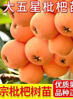 枇杷果苗无核砂糖枇杷树苗