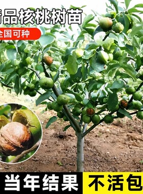 核桃树苗四季种植果树苗当年结果