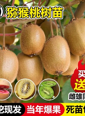 猕猴桃树果苗红心软枣徐香弥猴桃