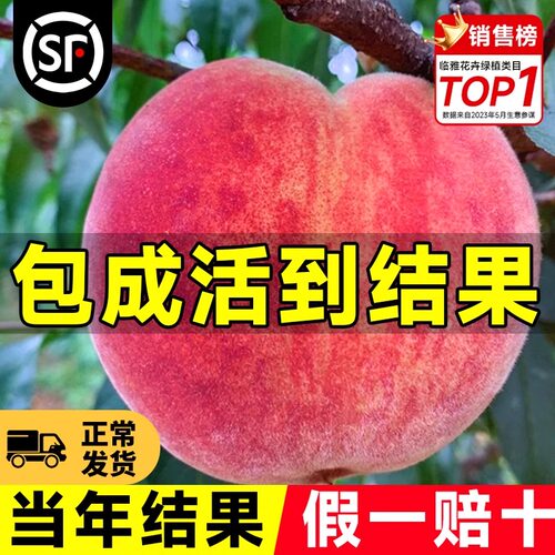 早熟水蜜桃树苗嫁接黄桃树苖