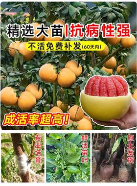 柚子树苖红心红肉蜜柚嫁接三红柚