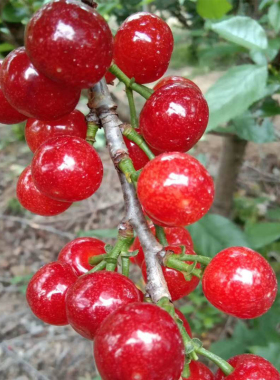 红樱桃种植南方苗早熟玛瑙地