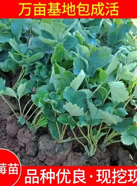 草莓苗四季奶油草莓带土带叶