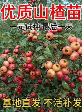 山楂树活苗大金星大五棱山楂苗