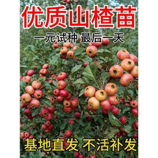 山楂树活苗大金星大五棱山楂苗甜红子黄山楂嫁接歪把山里红活树苗