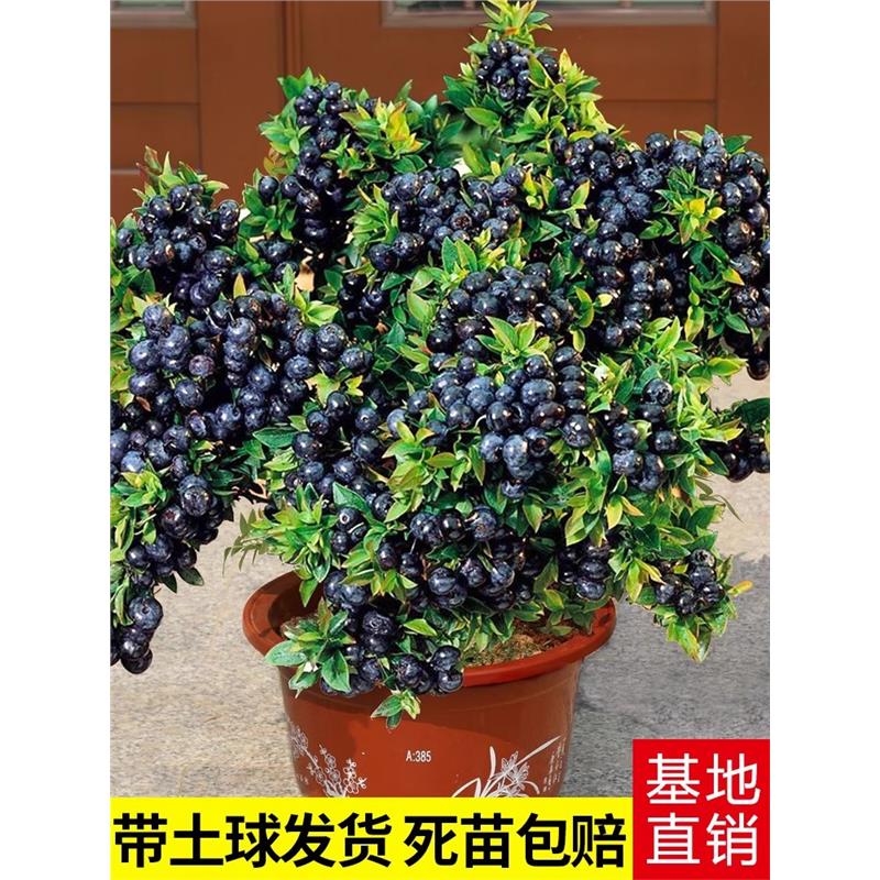 四季蓝莓树苗兔眼特大盆栽带果