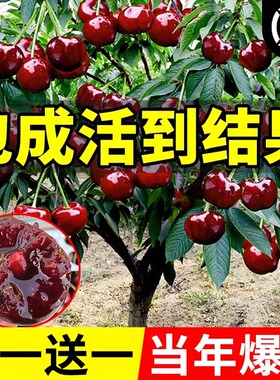 双季矮化种植树苗车厘子特大樱桃