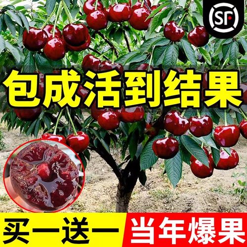 双季矮化种植树苗车厘子特大樱桃