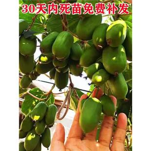 软枣猕猴桃果苗四季盆栽阳台庭院南方种植带土猕猴桃树苗当年结果