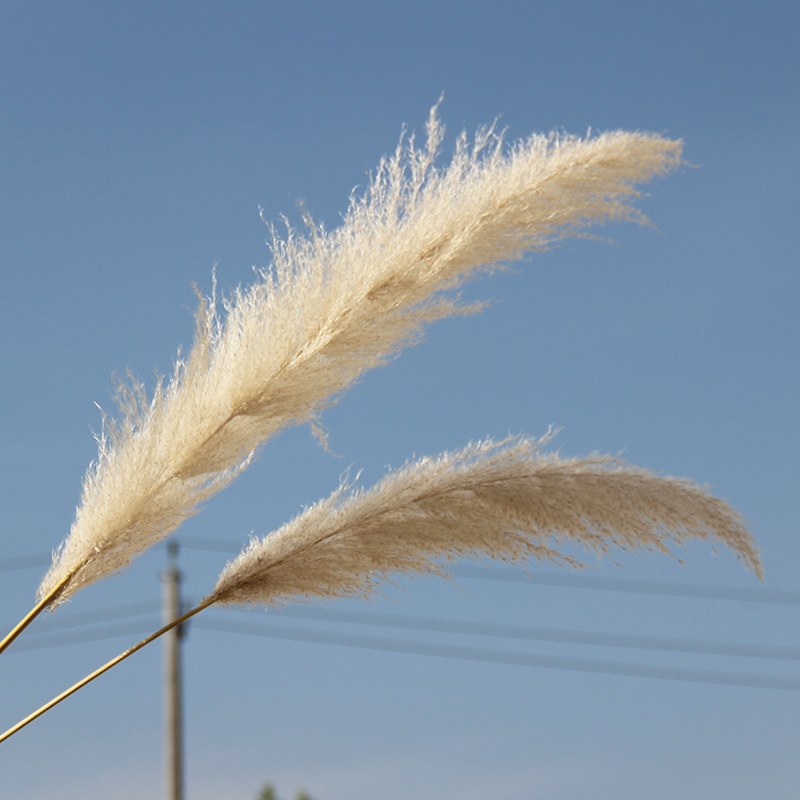 天然芦苇干花花束落地装饰摆件