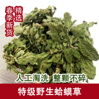 特级蛤蟆草新货干净  精选荔枝草新鲜癞蛤蟆皮草雪见草 整颗500克