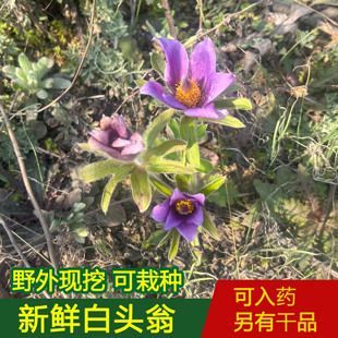 深山采挖 白头翁新鲜现挖全棵可栽种 野丈人白头草白头翁根中药材