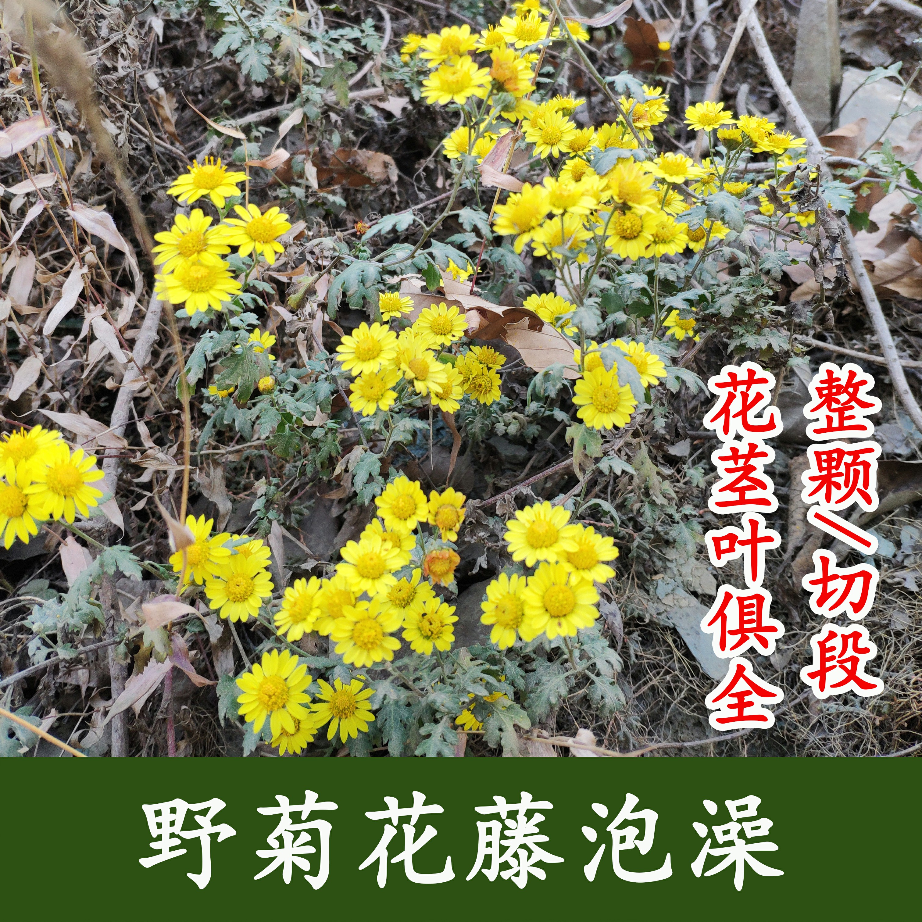 新鲜野菊花梗藤整颗带根干品泡澡