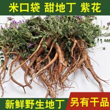 新鲜甜地丁小米口袋紫花地丁萝卜地丁老鼠布袋响响米痒痒草中药材