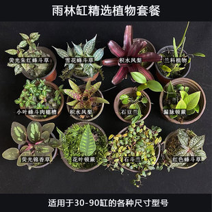 雨林缸植物套餐豆兰积水凤梨蕨类植物空气凤梨热带雨林植物