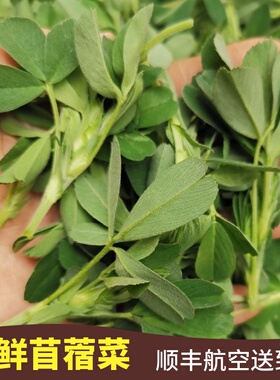 甘肃特产新鲜苜蓿苜薯菜头茬时令蔬菜野菜草头嫩芽1500g食用包邮