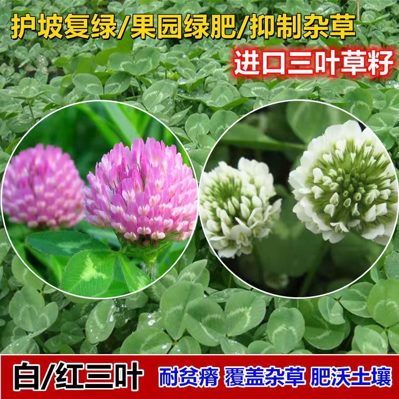 新疆包邮白三叶草种子草籽红三叶草种子进口四季青草坪种子牧草