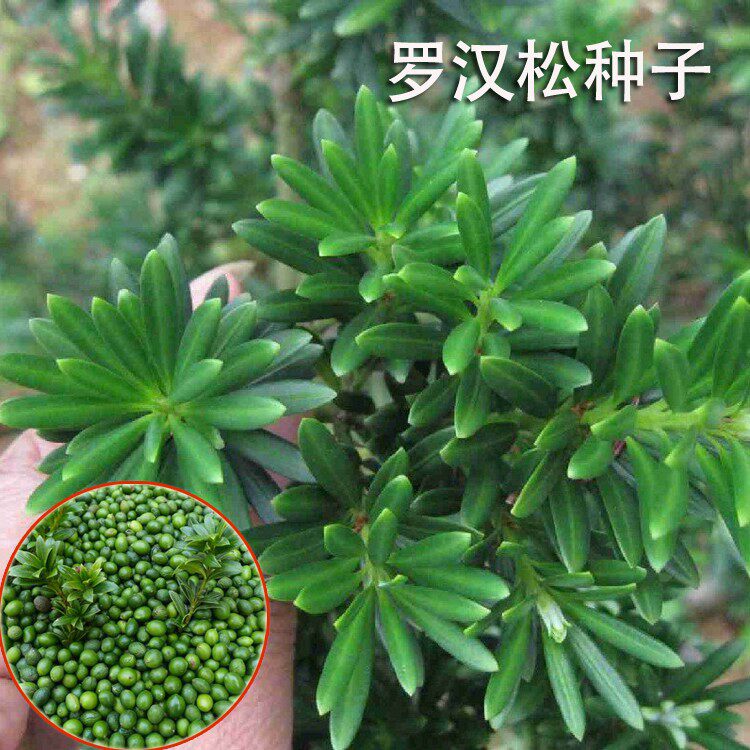 冷藏罗汉松种籽日本珍珠雀舌贵妃红芽珍珠台湾兰屿大叶罗汉松种子