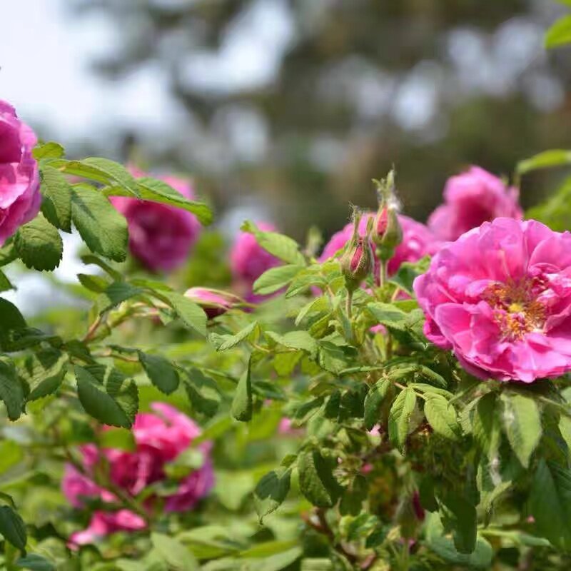 红刺玫种子蔷园林庭园观赏芳香油保水薇日本无刺多花蔷薇花种籽
