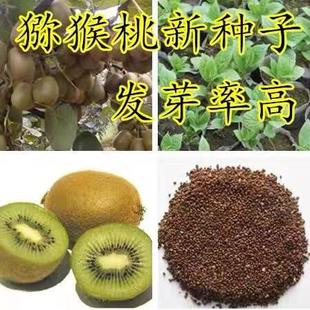 散装猕猴桃种子 野生四季盆栽 黄心红心猕猴桃种子 果树种子 包邮