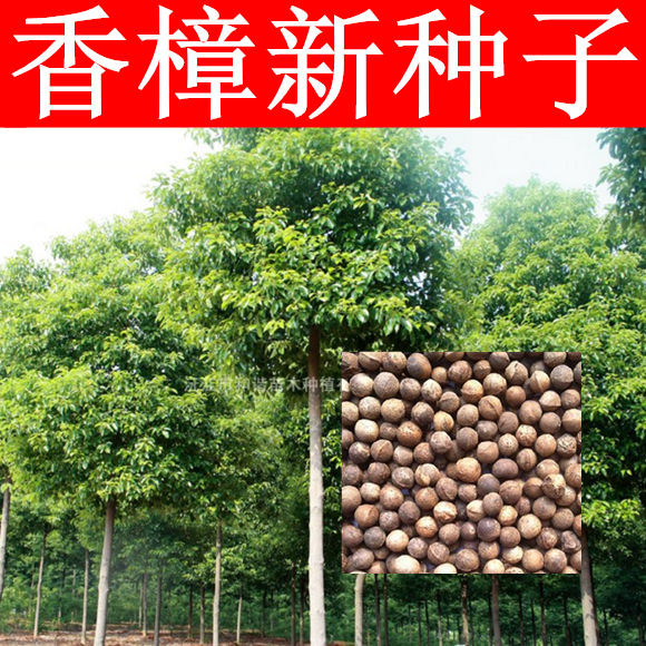 新采香樟种子大叶香樟小叶香樟籽绿化行道樟树种子四季青树种
