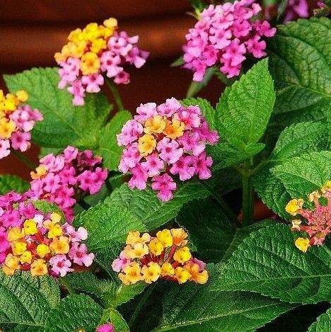 花卉种子五色梅种子如意草五彩花五雷丹五色绣球变色草马樱丹种子图片