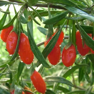 枸杞种子野生宁夏红枸杞菜食用药用耐干旱耐沙灌木中华枸杞种籽